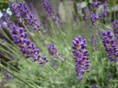 Lavanda - 9