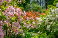 Rododendri botāniskajā dārzā - 4