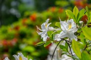 Rododendri botāniskajā dārzā - 5