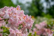 Rododendri botāniskajā dārzā - 6