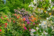 Rododendri botāniskajā dārzā - 7