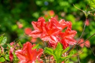 Rododendri botāniskajā dārzā - 9