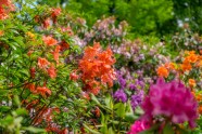 Rododendri botāniskajā dārzā - 10
