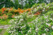 Rododendri botāniskajā dārzā - 12