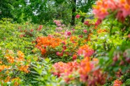 Rododendri botāniskajā dārzā - 14