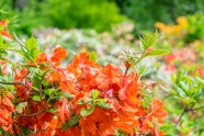 Rododendri botāniskajā dārzā - 17