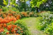 Rododendri botāniskajā dārzā - 18
