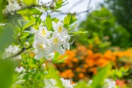 Rododendri botāniskajā dārzā - 19