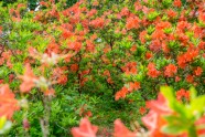 Rododendri botāniskajā dārzā - 20