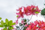 Rododendri botāniskajā dārzā - 21