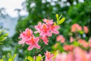 Rododendri botāniskajā dārzā - 22