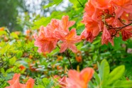 Rododendri botāniskajā dārzā - 24