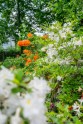 Rododendri botāniskajā dārzā - 25