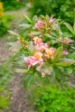 Rododendri botāniskajā dārzā - 28