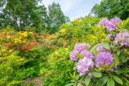 Rododendri botāniskajā dārzā - 31