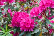 Rododendri botāniskajā dārzā - 38