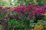 Rododendri botāniskajā dārzā - 39