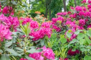 Rododendri botāniskajā dārzā - 40