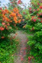 Rododendri botāniskajā dārzā - 42