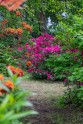 Rododendri botāniskajā dārzā - 43