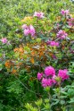 Rododendri botāniskajā dārzā - 48