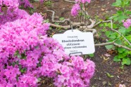Rododendri botāniskajā dārzā - 53