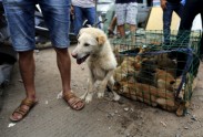 Suņu gaļas ēšanas festivāls Ķīnā - 2