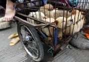 Suņu gaļas ēšanas festivāls Ķīnā - 3