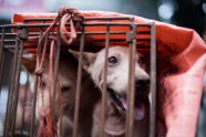 Suņu gaļas ēšanas festivāls Ķīnā - 6