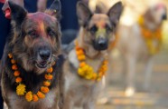 Suņu godināšana festivālā Nepālā - 1