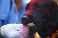 Suņu godināšana festivālā Nepālā - 2