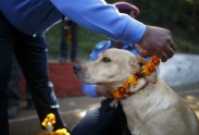 Suņu godināšana festivālā Nepālā - 3