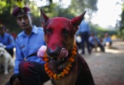Suņu godināšana festivālā Nepālā - 4