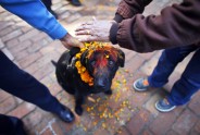 Suņu godināšana festivālā Nepālā - 5