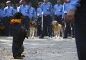 Suņu godināšana festivālā Nepālā - 6
