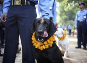 Suņu godināšana festivālā Nepālā - 7