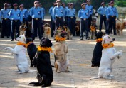 Suņu godināšana festivālā Nepālā - 8