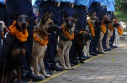 Suņu godināšana festivālā Nepālā - 9