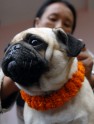 Suņu godināšana festivālā Nepālā - 10
