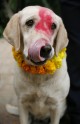 Suņu godināšana festivālā Nepālā - 11