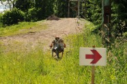 Vivus.lv MTB kalnu riteņbraukšana, Kamparkalns - 4