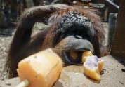 Foto: Kā zvēri zoodārzos tiek galā ar lielo karstumu - 9
