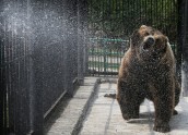 Foto: Kā zvēri zoodārzos tiek galā ar lielo karstumu - 13