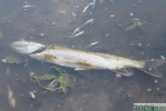 Zivju slāpšana Šlokenbekas Dzirnavu ezerā