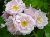 Rožu ziedēšana Salaspils Botāniskajā dārzā - 1