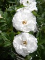 Rožu ziedēšana Salaspils Botāniskajā dārzā - 34