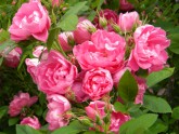 Rožu ziedēšana Salaspils Botāniskajā dārzā - 36