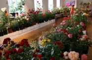 Rožu izstāde Dabas muzejā