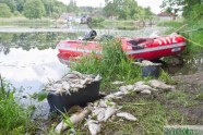 Šlokenbekas ezerā beigtas zivis