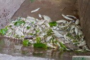 Šlokenbekas ezerā beigtas zivis - 6